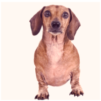 Top 5 Reasons for Dog Obesity 2