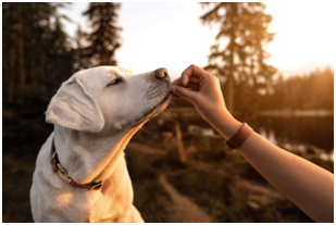 Summer Is the Best Time for Dogs to Lose Weight 1