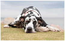 Summer Is the Best Time for Dogs to Lose Weight 3