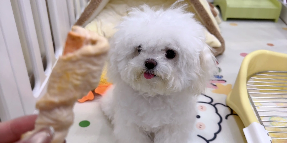 A cute white fluffy dog looking eagerly at a freeze-dried chicken wrap stick treat, demonstrating the high palatability and natural texture of premium freeze-dried pet food.