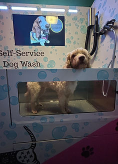 Turning Pet-Friendly Hotels into a New Sales Channel: A UK Dog Wash Vending Case